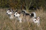 ALASKAN MALAMUTE 490